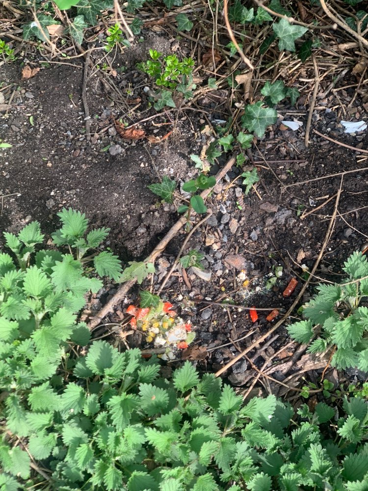 Giftköder-Gemüse mit Scherben-Profilbild