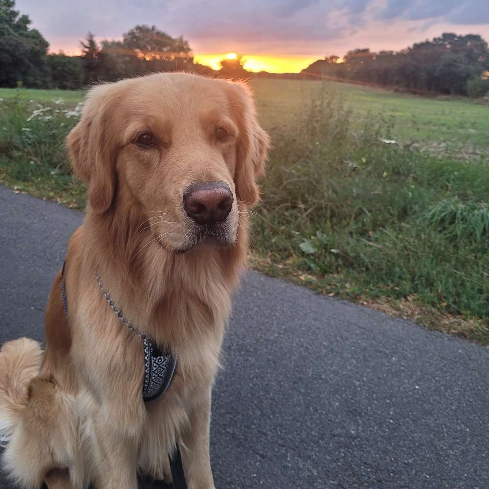 Hundetreffen-Social Walk/Trainingsspaziergang-Profilbild