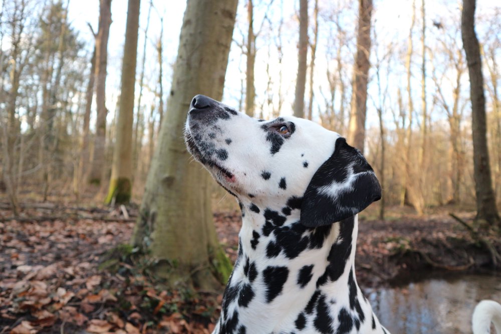 Hundetreffen-Fotoshooting / Hundefotographie-Profilbild