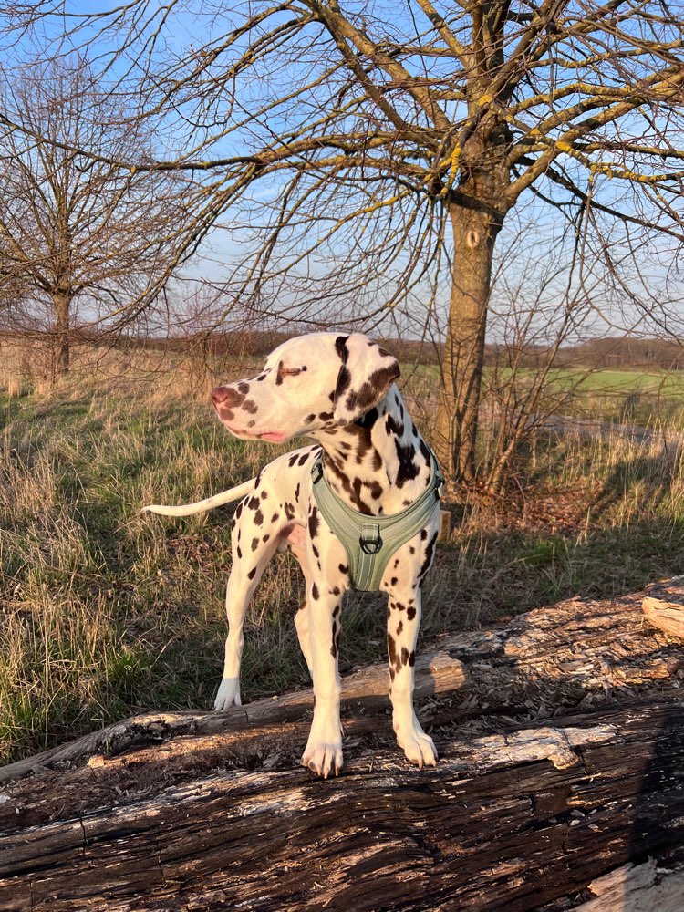 Hundetreffen-Junghund-Treff zum spielen und lernen-Profilbild