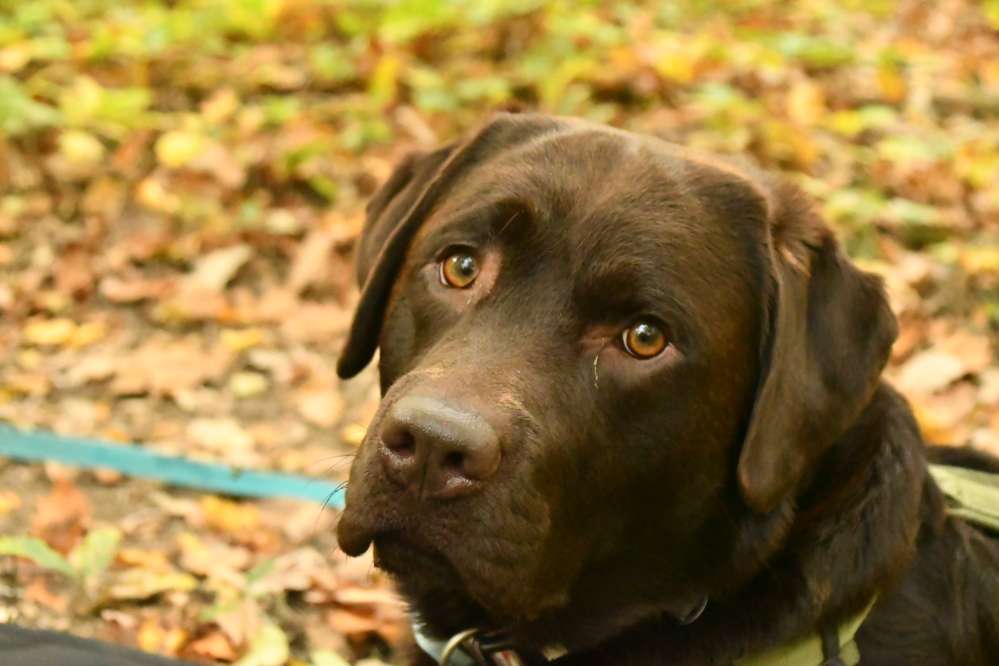 Hundetreffen-Hundefriends für Jungen Labrador gesucht ✨-Profilbild