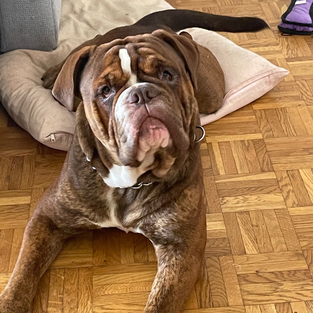 Hundetreffen-Bulldoggen Treffen 🐶🫶🏼-Profilbild