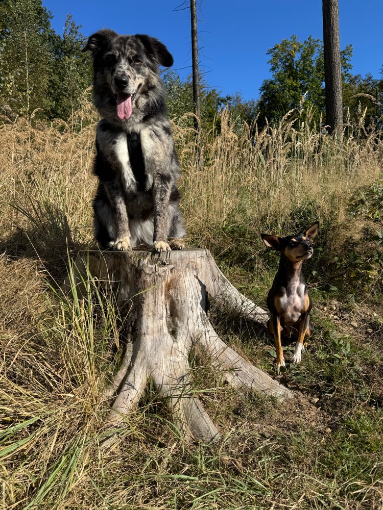 Hundetreffen-Social Walk 🐾-Profilbild