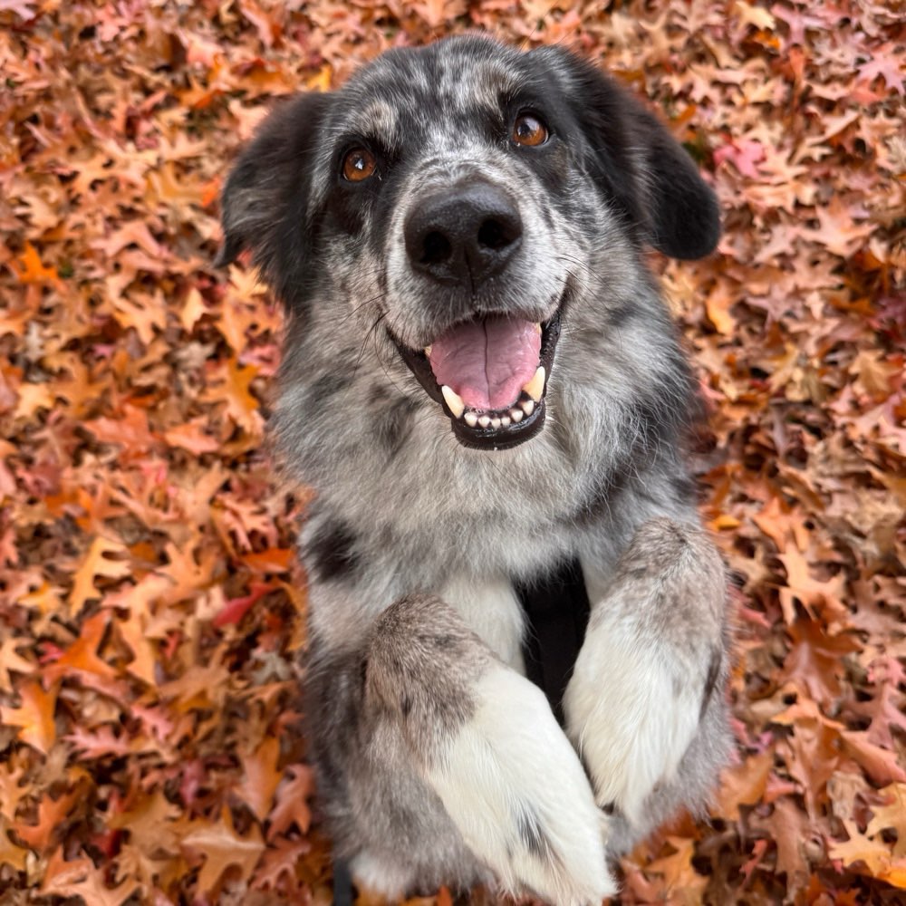 Hundetreffen-Social Walk 🐾-Profilbild