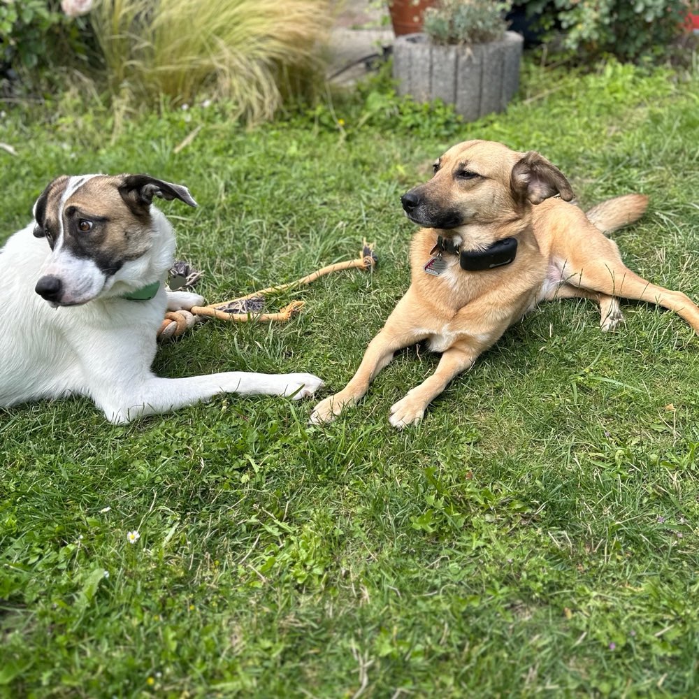 Hundetreffen-Souveräne ältere Hunde für Sozialkontakt - Spaziergang-Profilbild