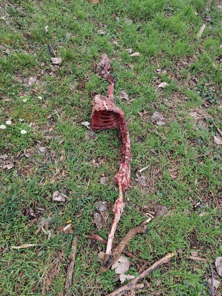 Giftköder-Tierkadaver-Profilbild