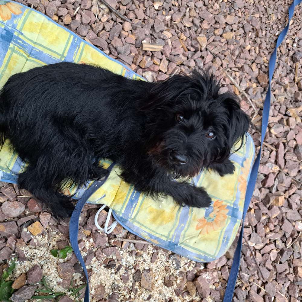 Hundetreffen-Spiel- und Gassifreunde gesucht🐕🥰-Profilbild