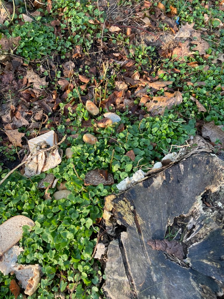 Giftköder-Verschiedene Brotsorten, auch gefüllt-Profilbild