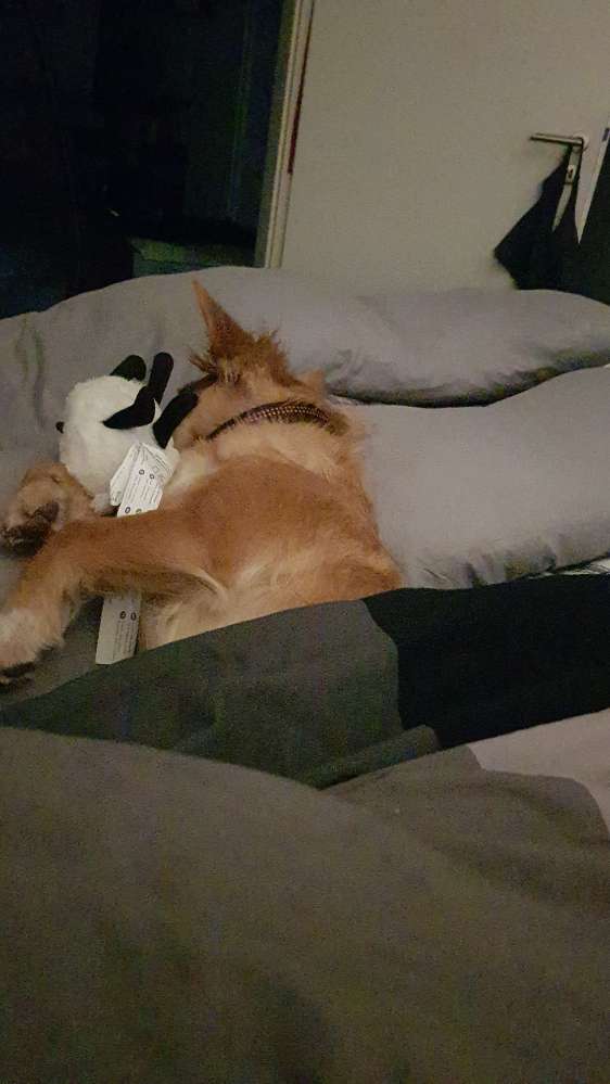 Hundetreffen-Begegnungsübung-Profilbild