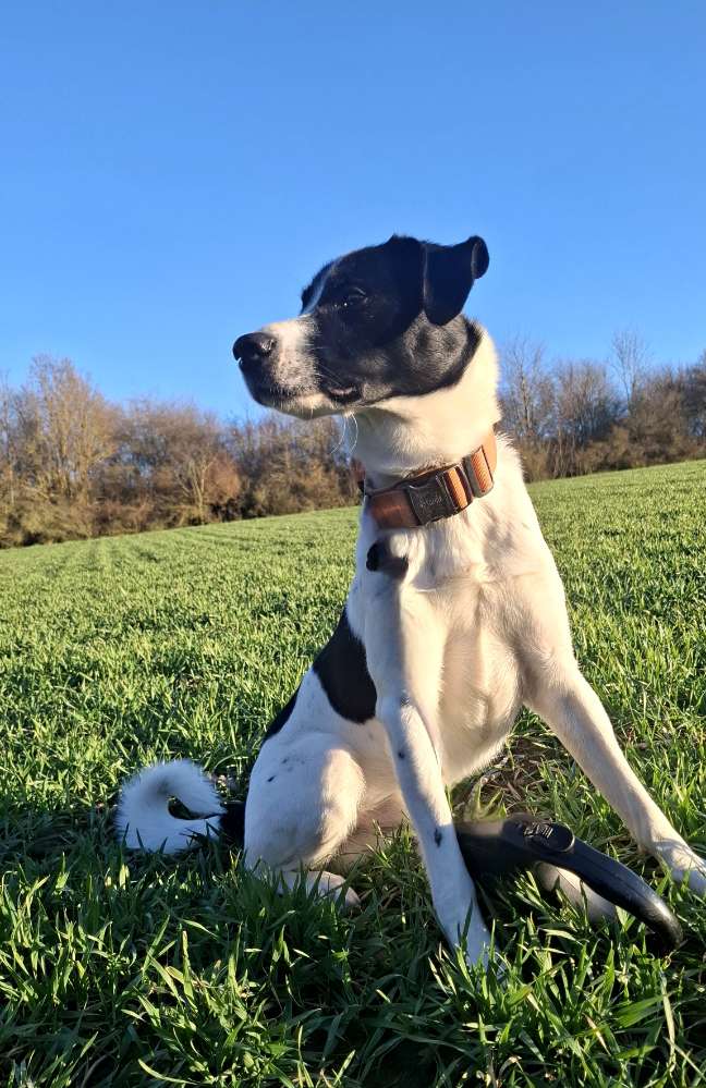 Hundetreffen-Treffen in Gera-Profilbild