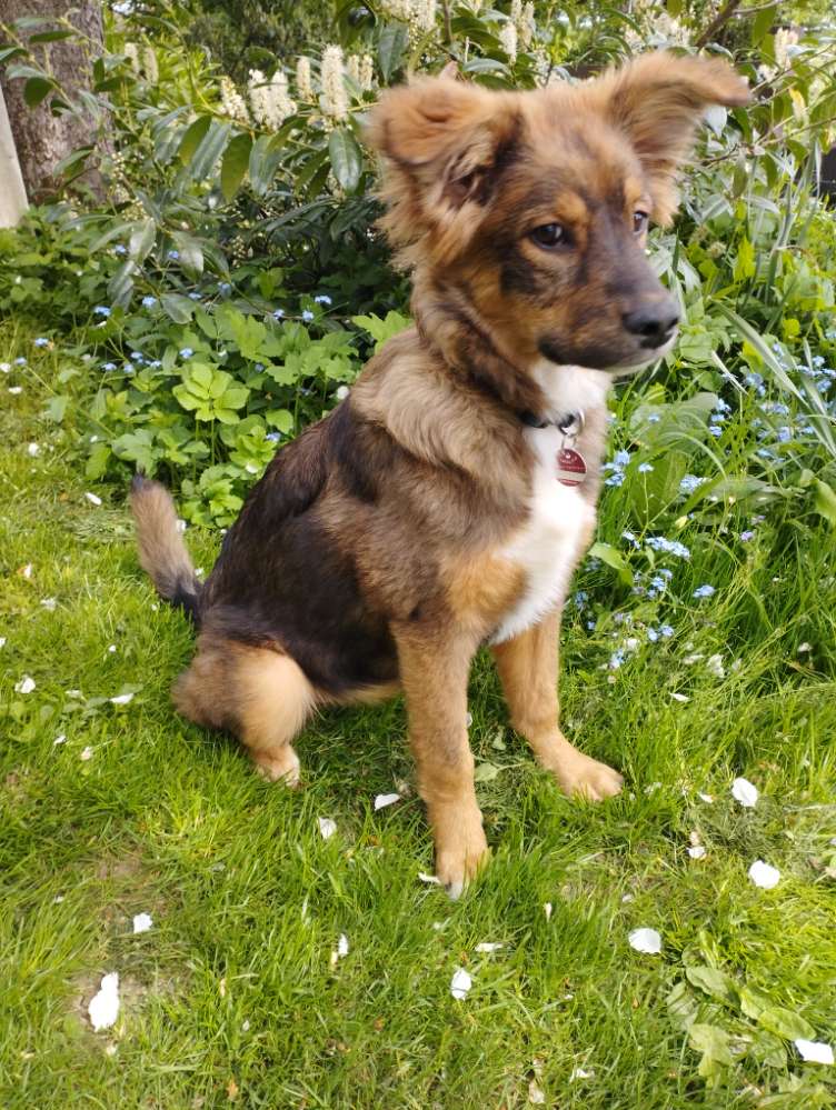 Hundetreffen-Spielkamerad für Junghündin-Profilbild