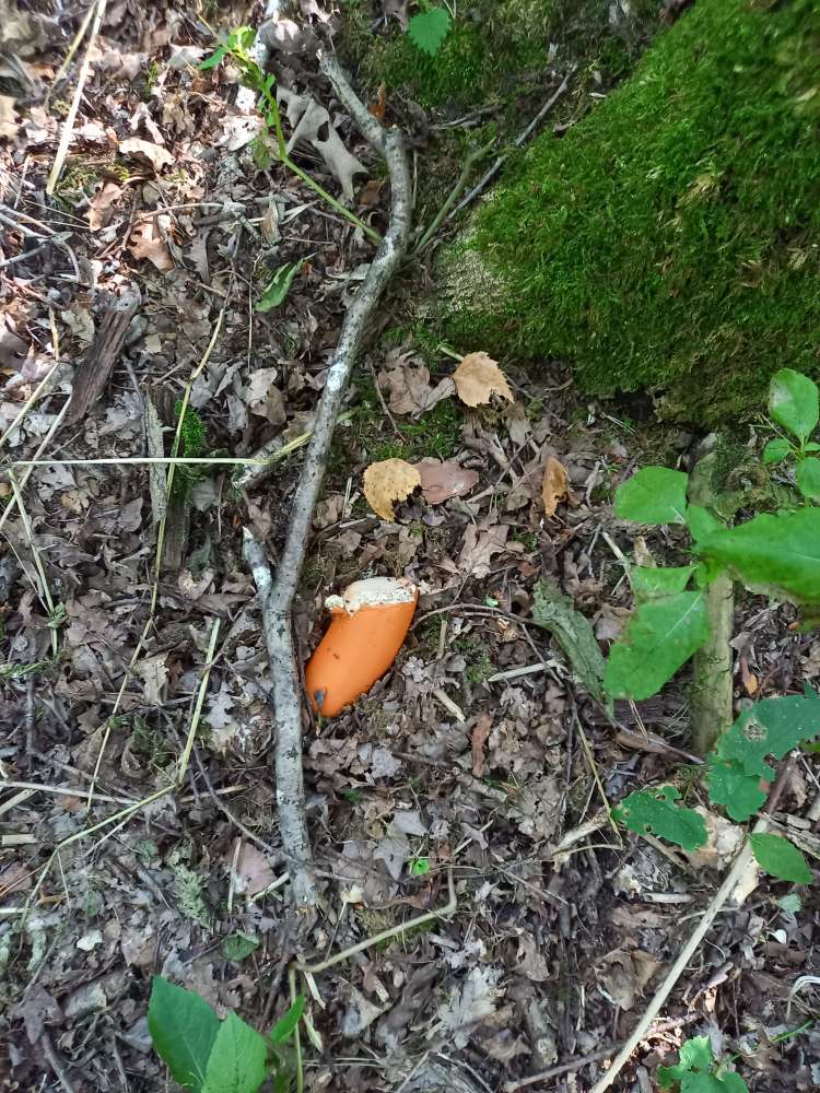 Giftköder-Eventl. Giftköder-Profilbild