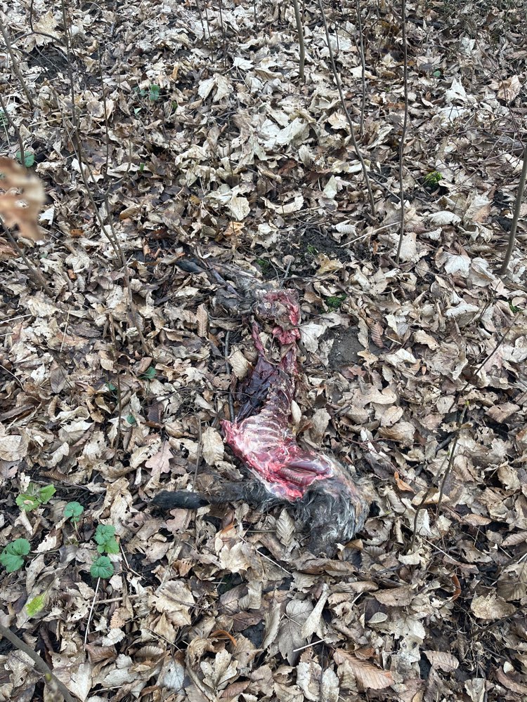 Giftköder-Tierkadaver-Profilbild