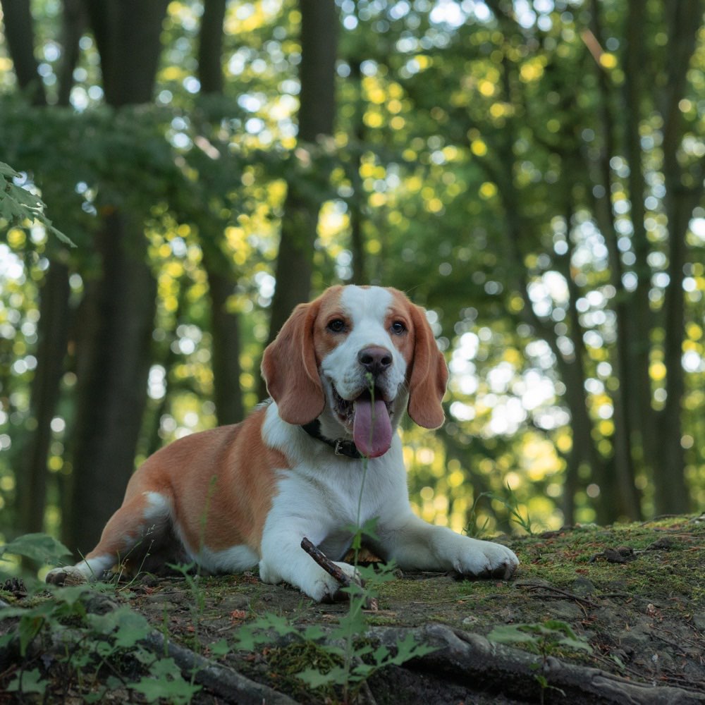 Hundetreffen-Neue Hundefreunde 🐾-Profilbild