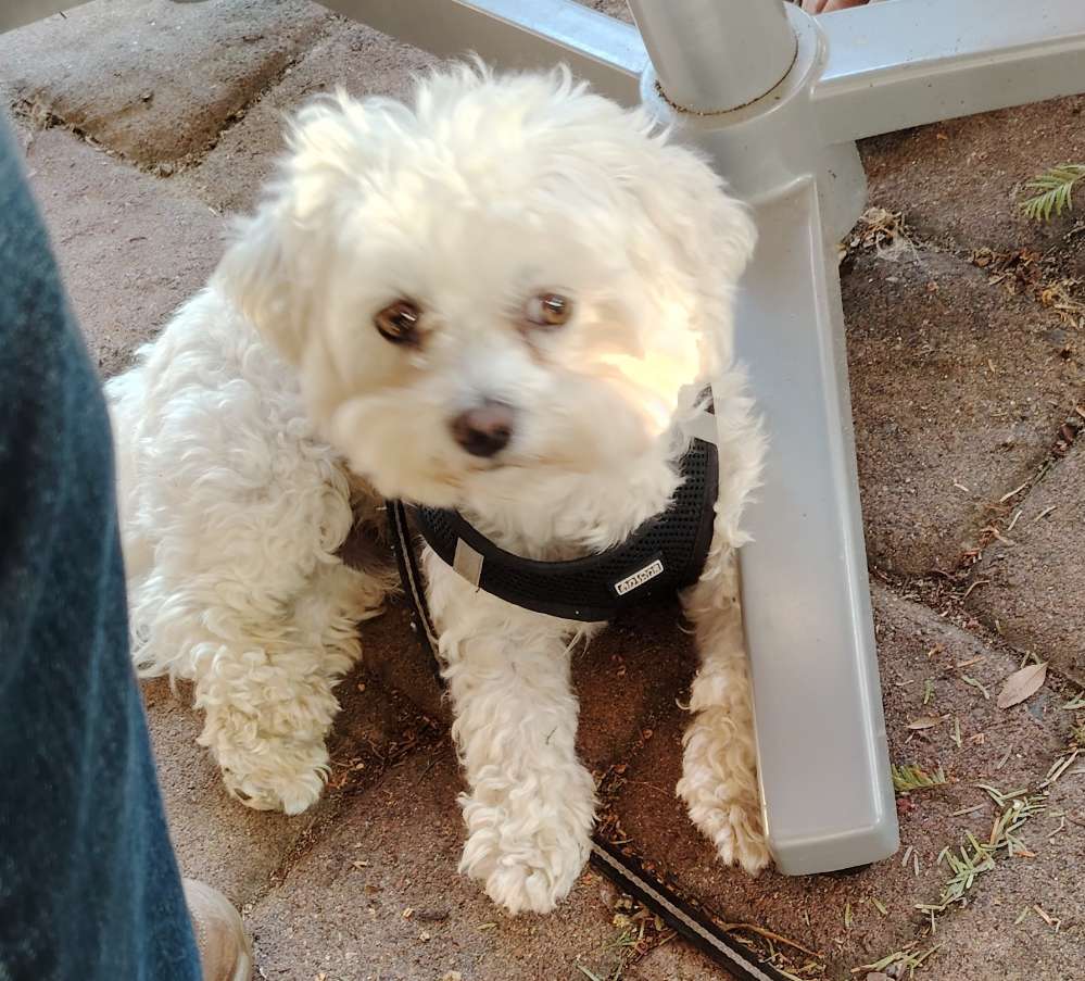 Hundetreffen-Spieltreffen-Profilbild