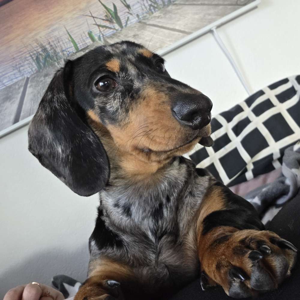 Hundetreffen-Dackel treffen-Profilbild