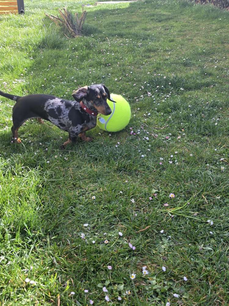 Hundetreffen-Dackel sucht Dackel-Profilbild