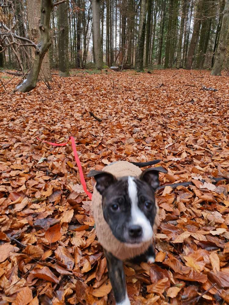 Hundetreffen-Spielpartner und Lehrer-Profilbild