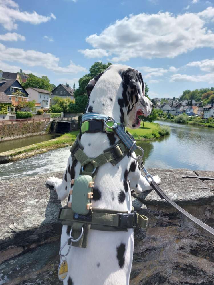 Hundetreffen-Gassi,Spielen und trainieren-Profilbild