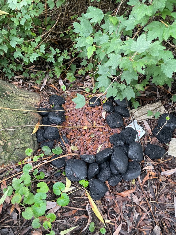 Giftköder-Eventuell Giftköder?-Profilbild