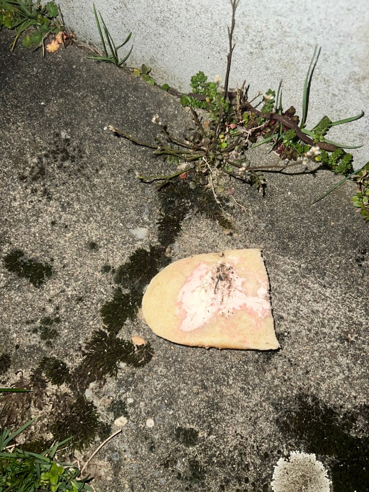 Giftköder-Giftköder-Profilbild