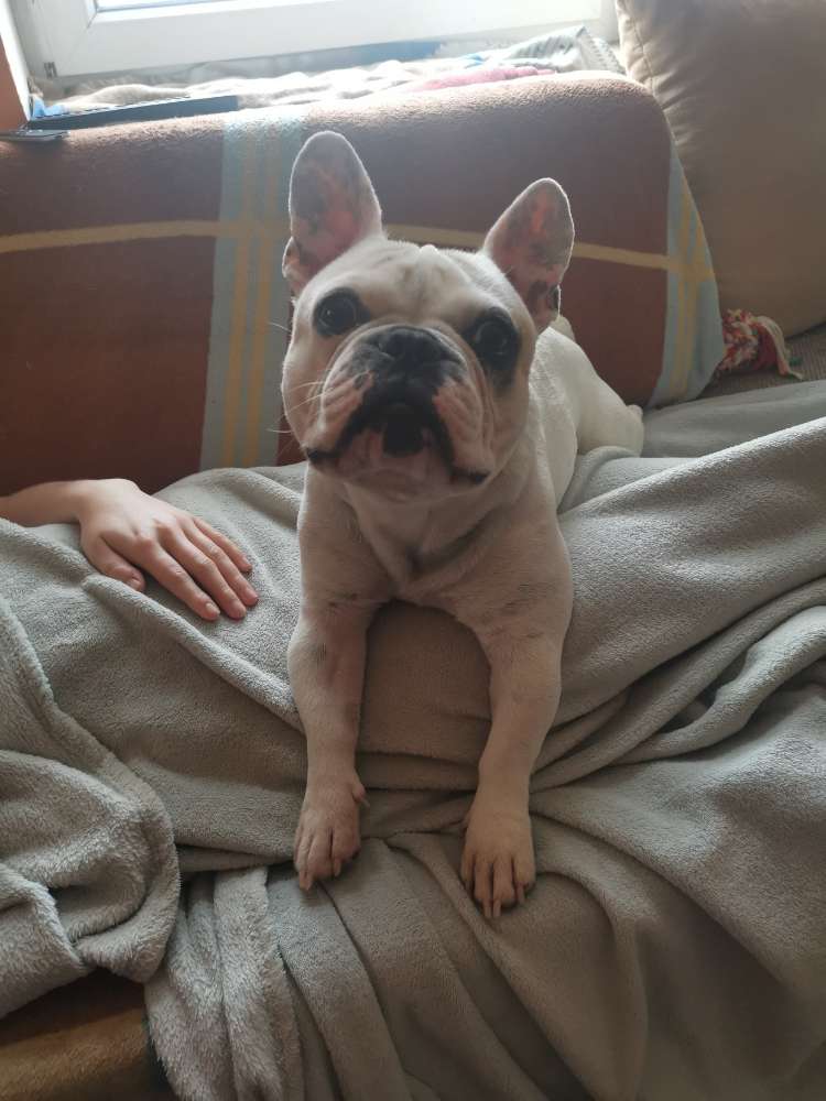 Hundetreffen-Spielgefährten auf dem sonnenberg-Profilbild