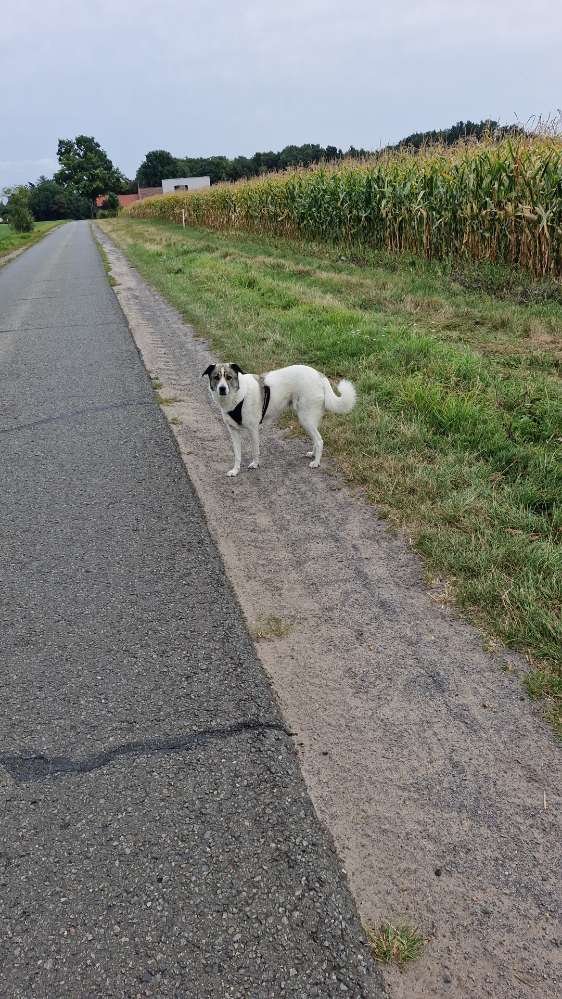 Hundetreffen-🐾 Entspannte Herdenschutzhund-Mischlingshündin sucht Gassi- & Spielbuddys!-Profilbild