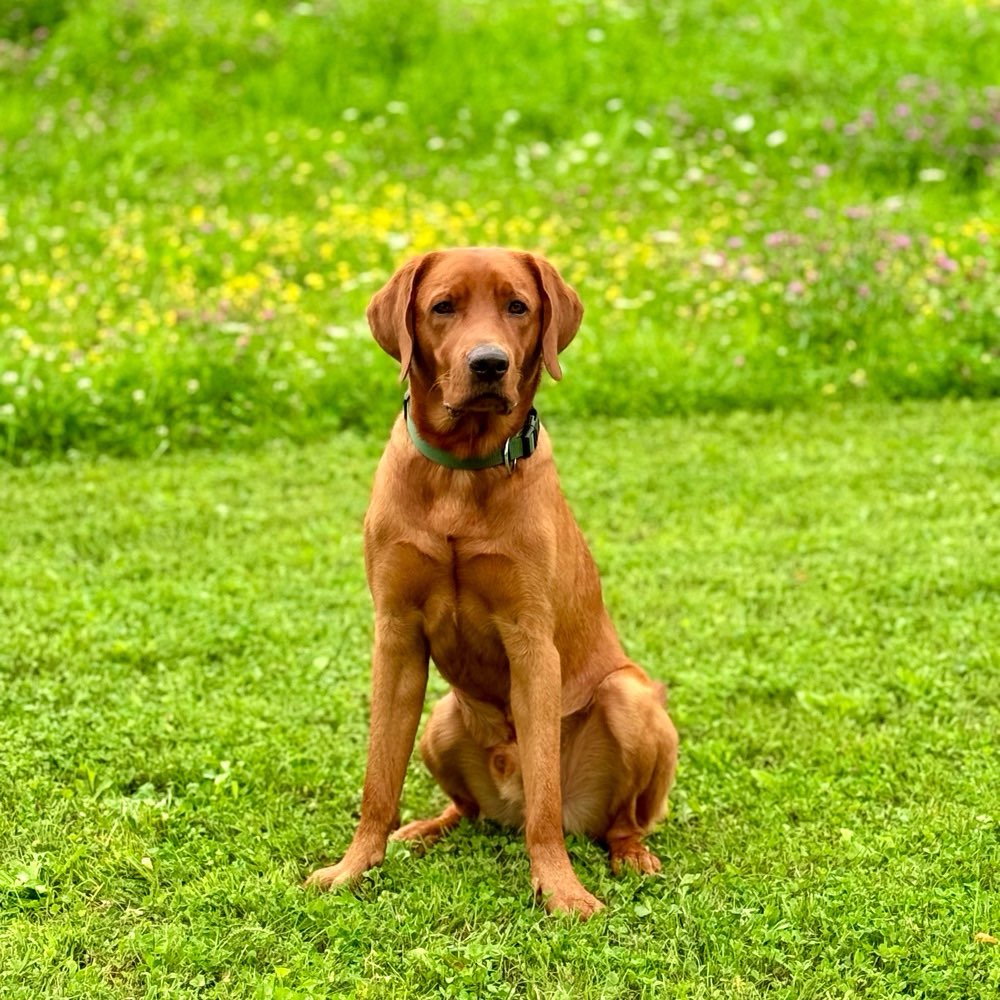 Hundetreffen-Spielgefährten gesucht ✨-Profilbild