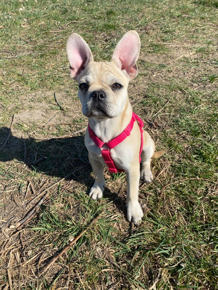 Hundetreffen-Welpenspielrunde-Profilbild