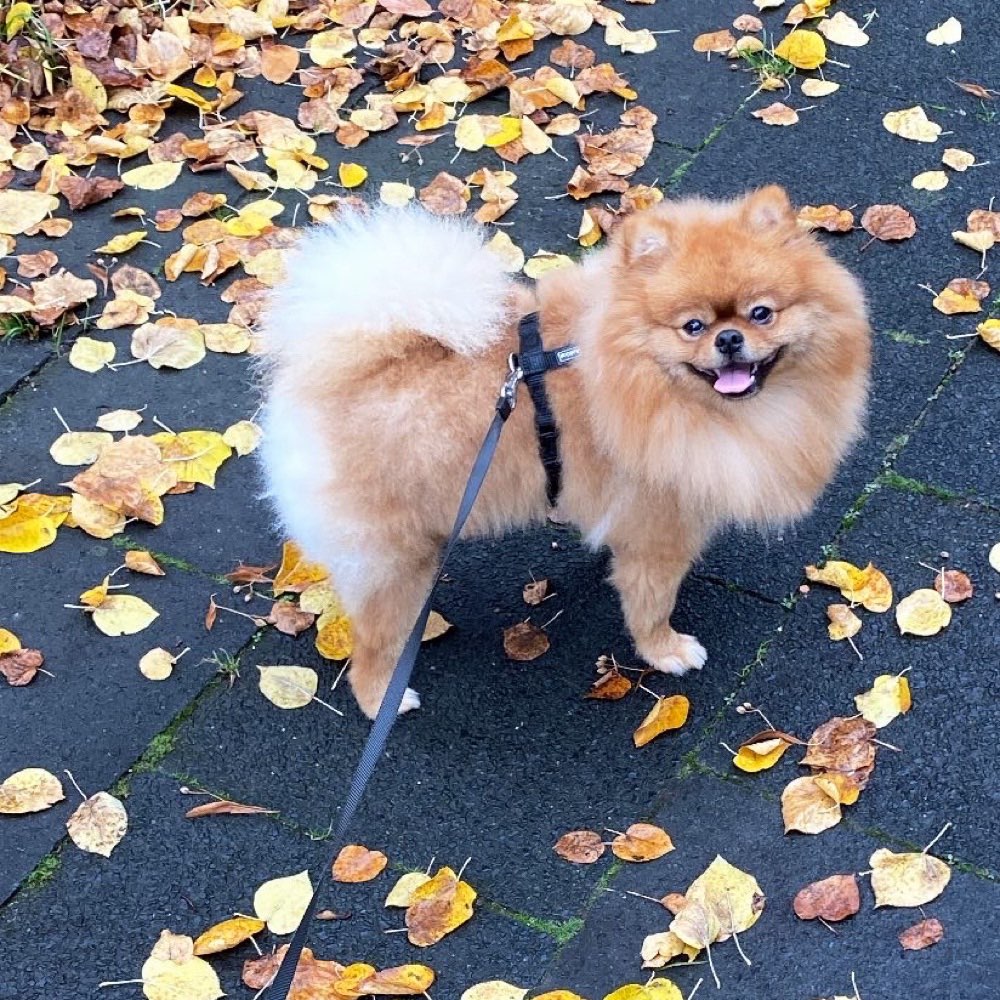 Hundetreffen-Gassi-Freunde-Profilbild