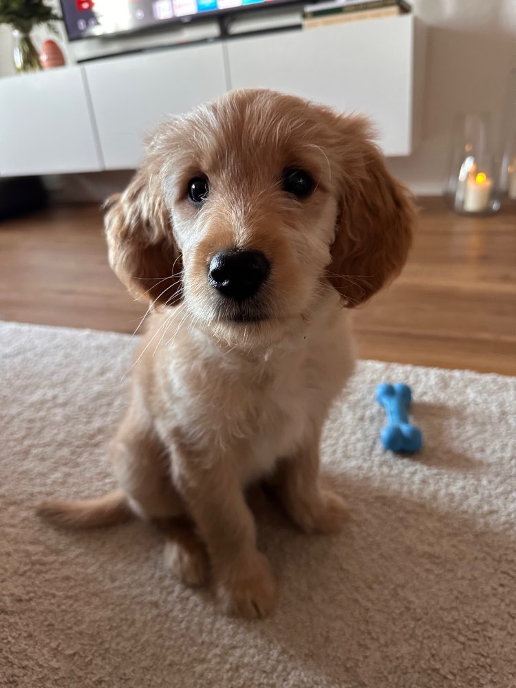 Hundetreffen-Liebevoller Erstkontakt gesucht: Spielgefährte für Welpe-Profilbild