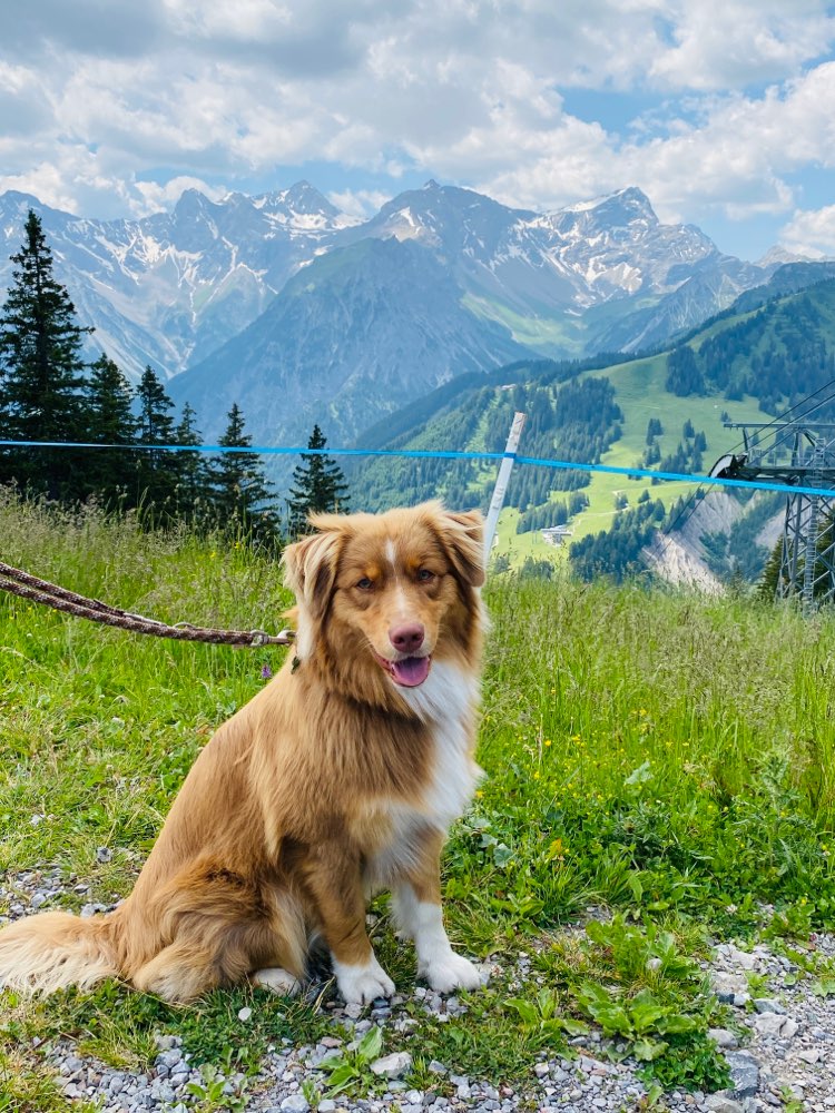 Hundetreffen-Hundefreund für Lenny in Diedesfeld gesucht-Profilbild