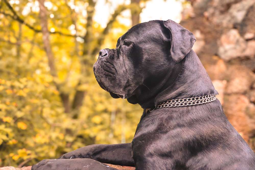 Hundetreffen-Kostenloses Fotoshooting-Profilbild