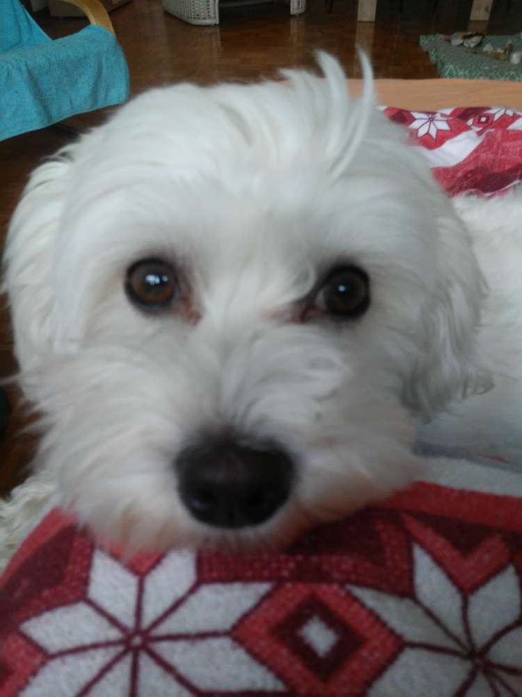 Hundetreffen-Hundefreunde zum Spielen und Gassi gehen-Profilbild