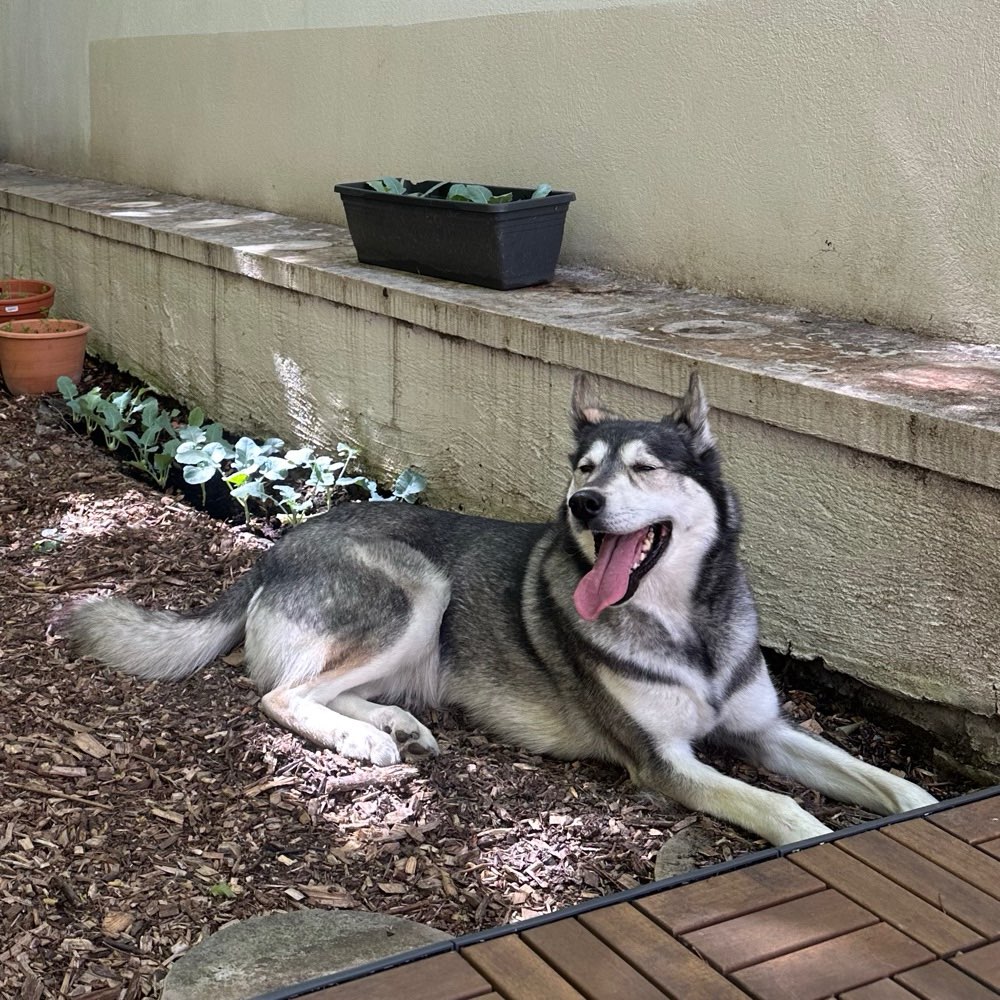 Hundetreffen-Spielgefährte für pensionierte Huskydame-Profilbild