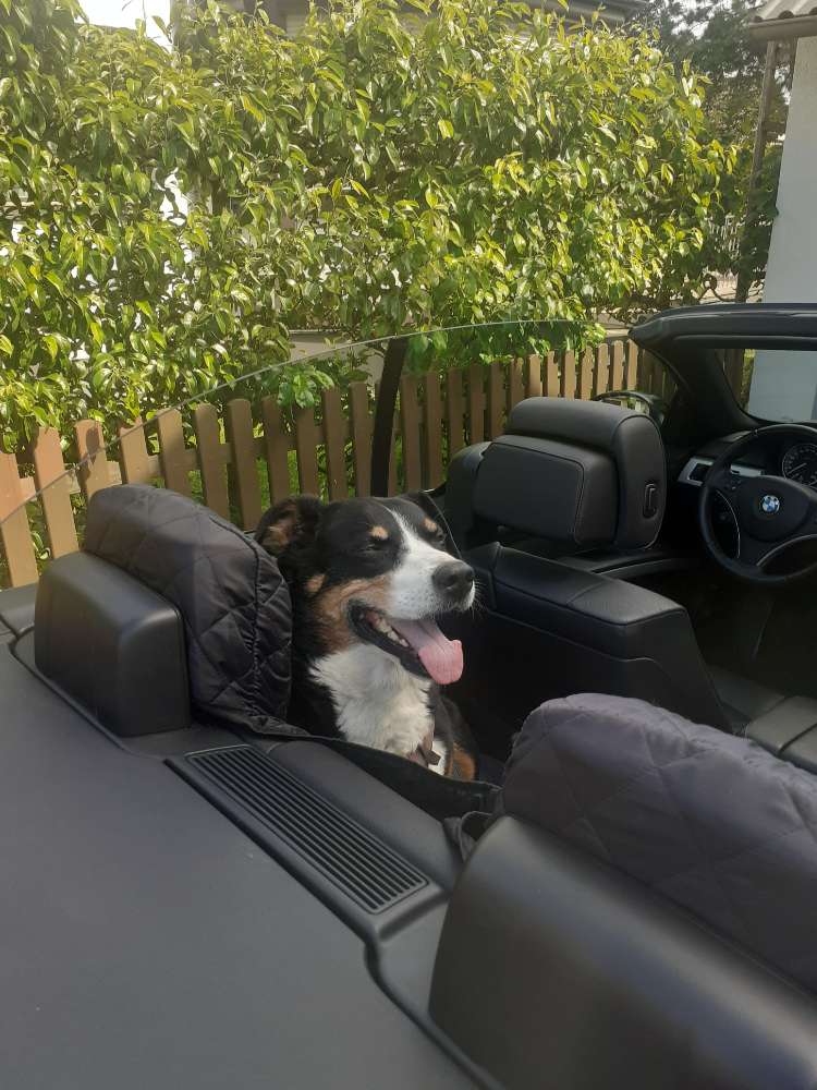 Mein Hund fährt mit Banner