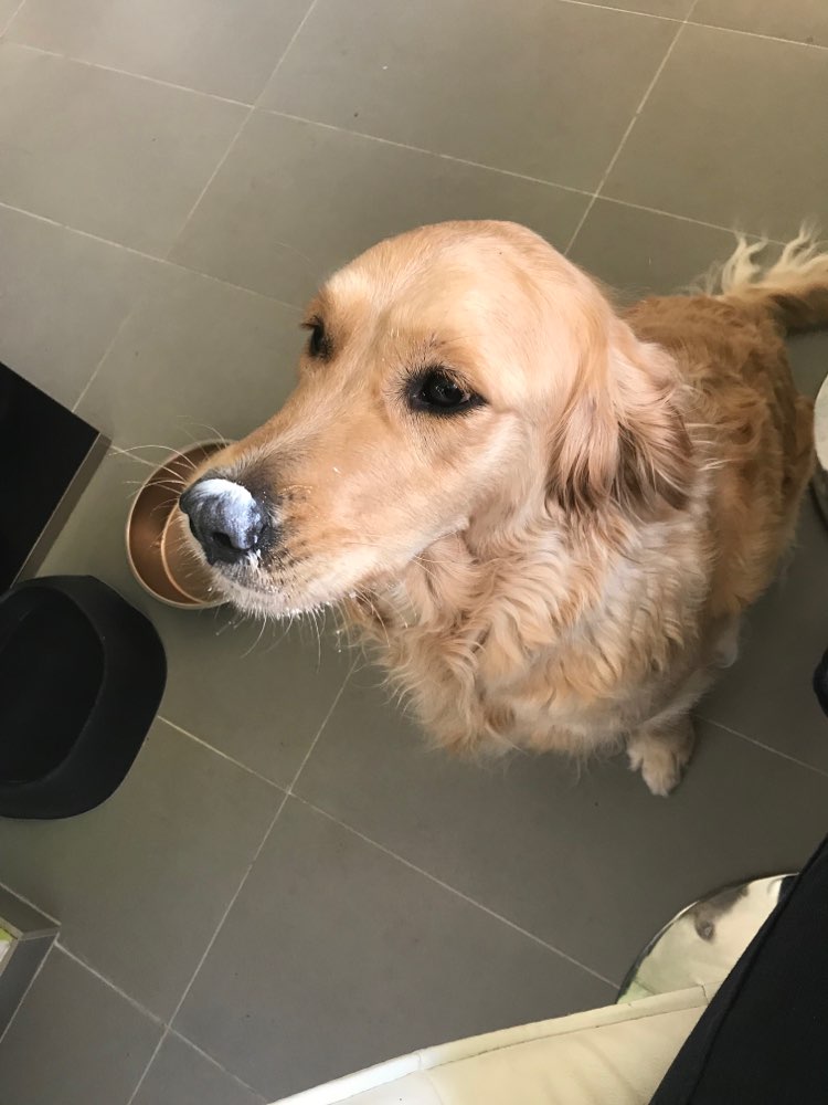 Hundetreffen-Spieltreff Grünberg-Profilbild