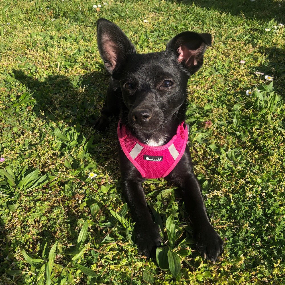 Hundetreffen-Shayla sucht einen Spielpartner-Profilbild