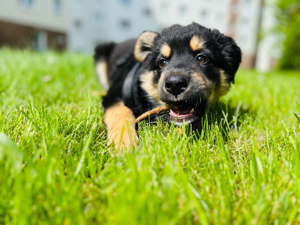 Hundetreffen-Hundetreffen, Welpen erwünscht 😄-Profilbild