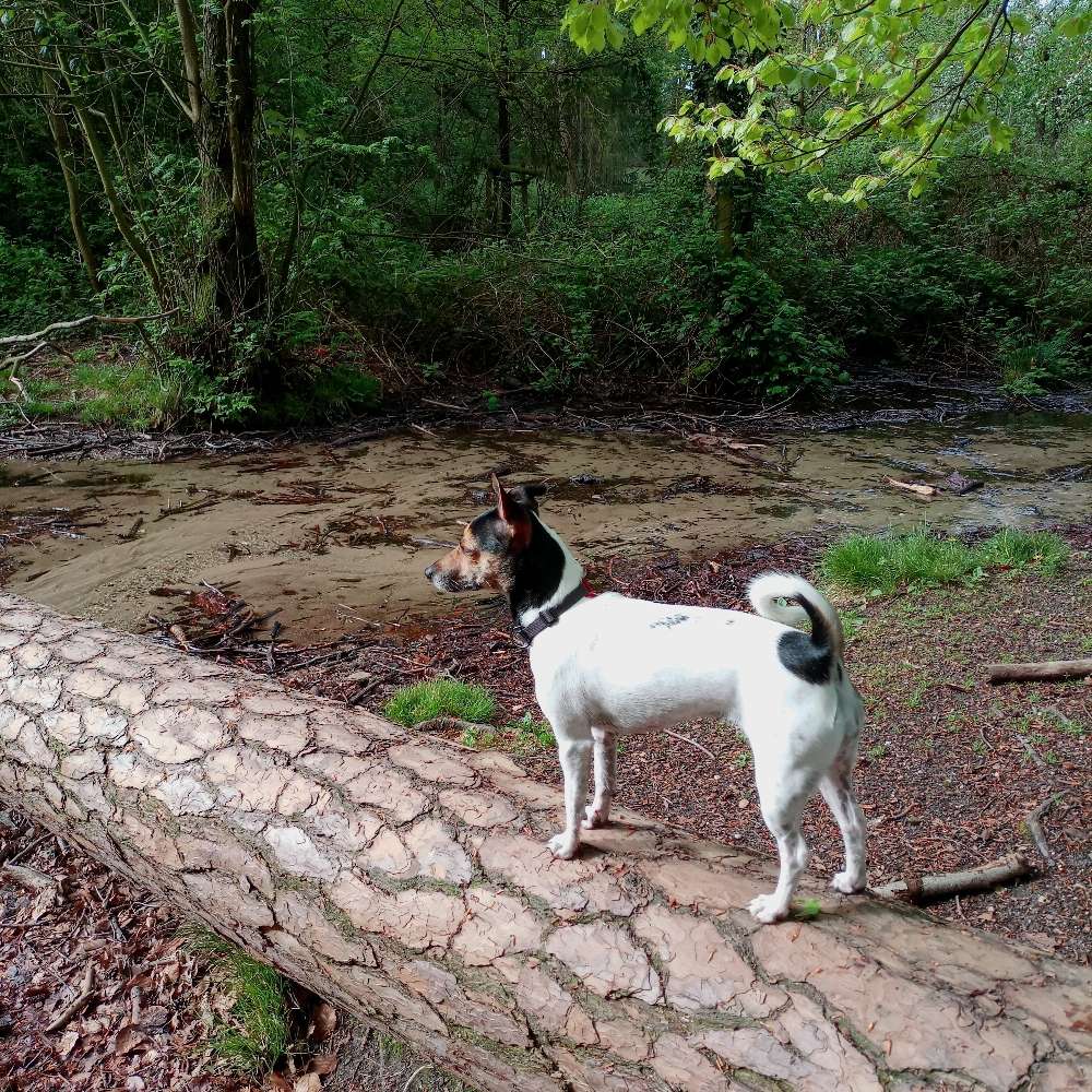 Hundetreffen-Gassirunde nach 17 Uhr-Profilbild