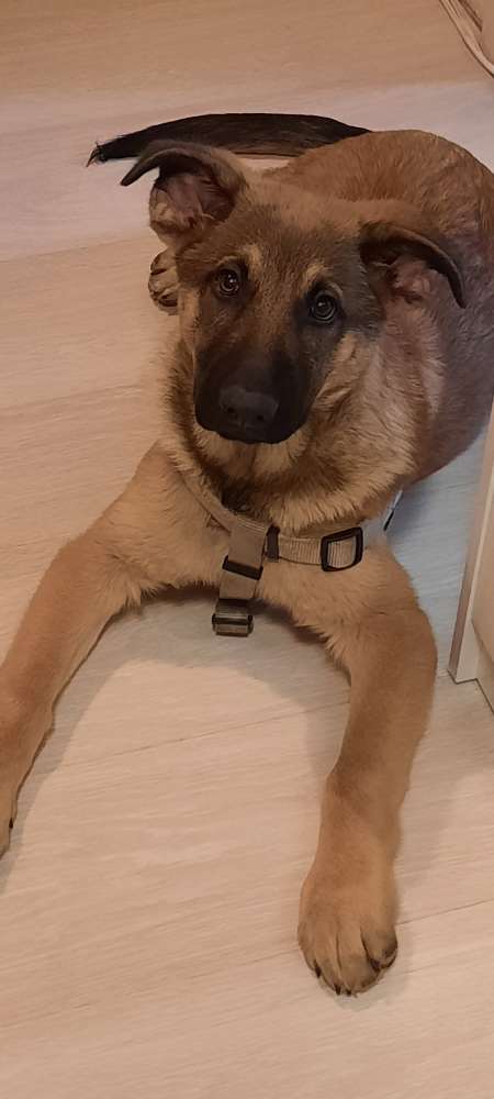 Hundetreffen-Spielgefährten gesucht-Profilbild