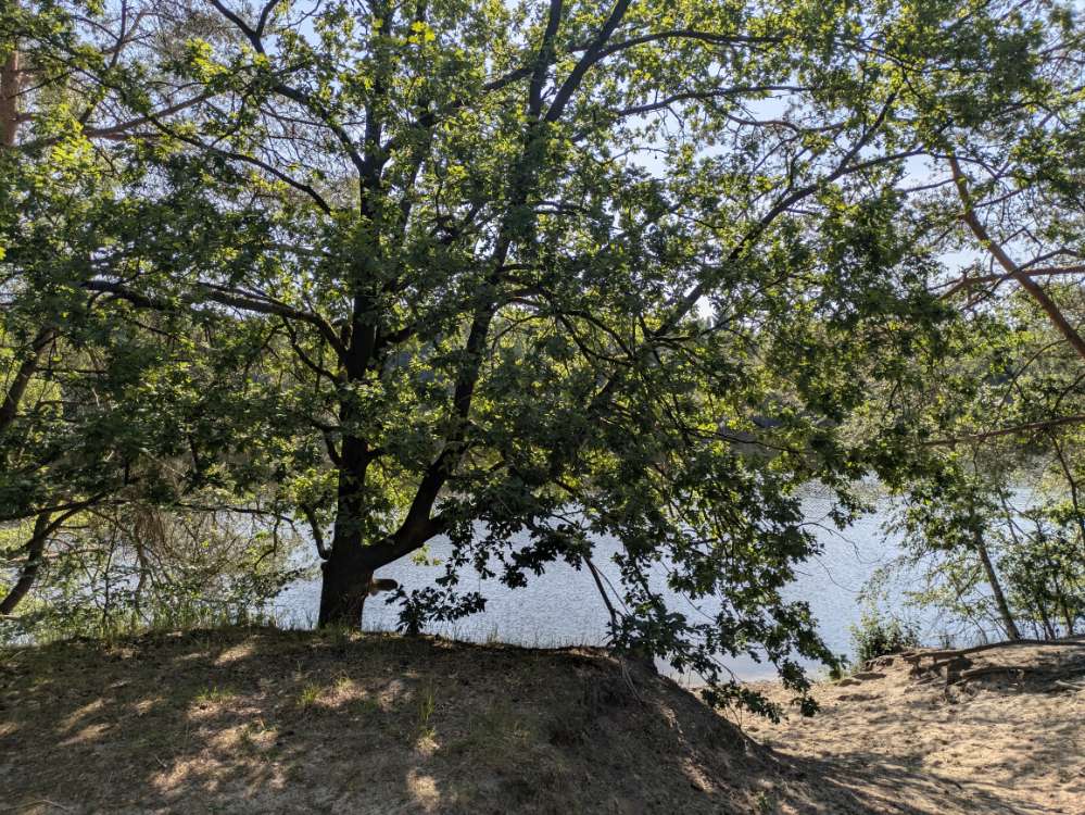 Giftköder-Eichenprozessionsspinner-Profilbild