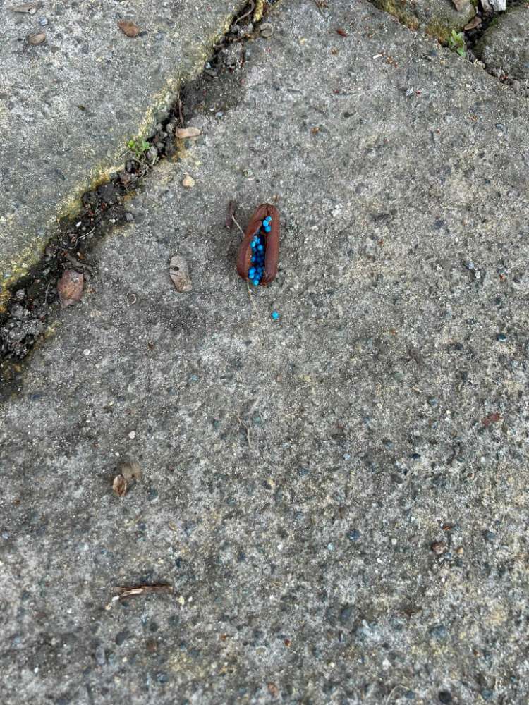 Giftköder-Giftköder, evtl Blaukorn oder Rattengift-Profilbild