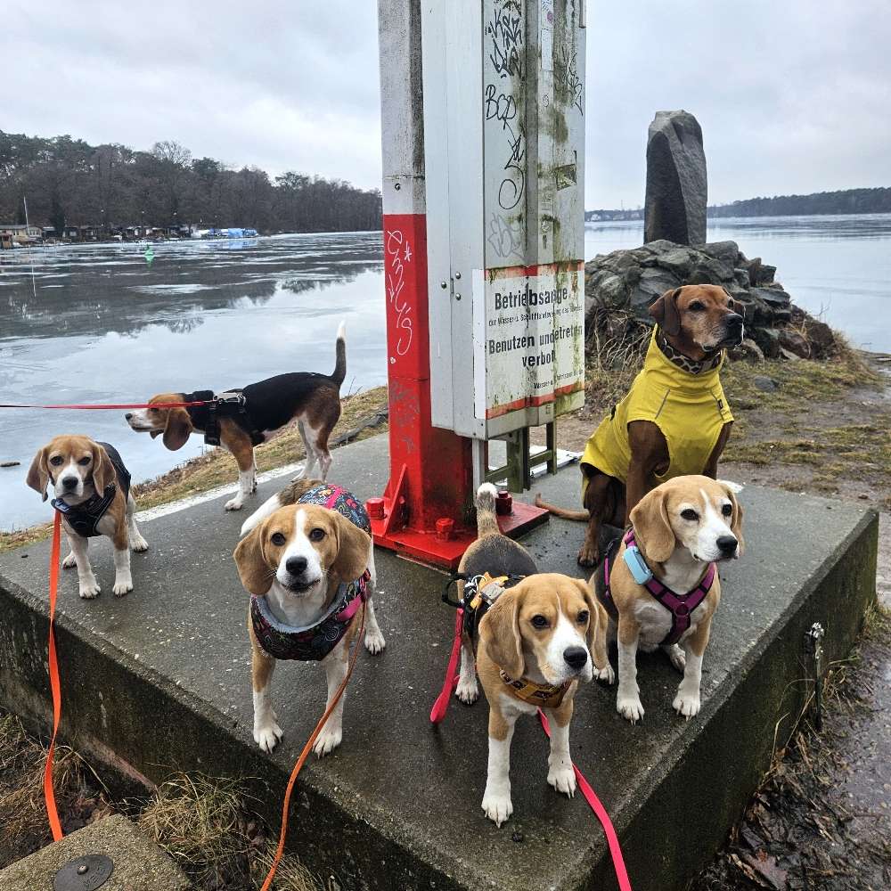 Hundetreffen-Beagletreffen Nähe Königs Wusterhausen 🐶-Profilbild
