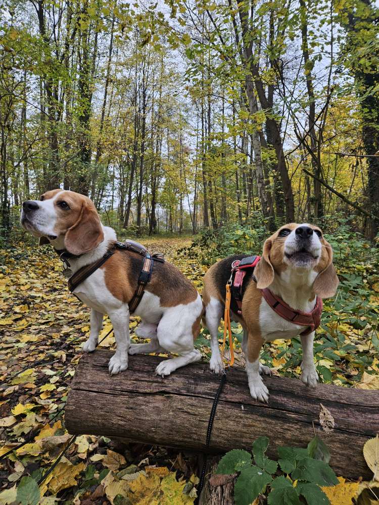 Hundetreffen-Beaglespaziergang-Profilbild