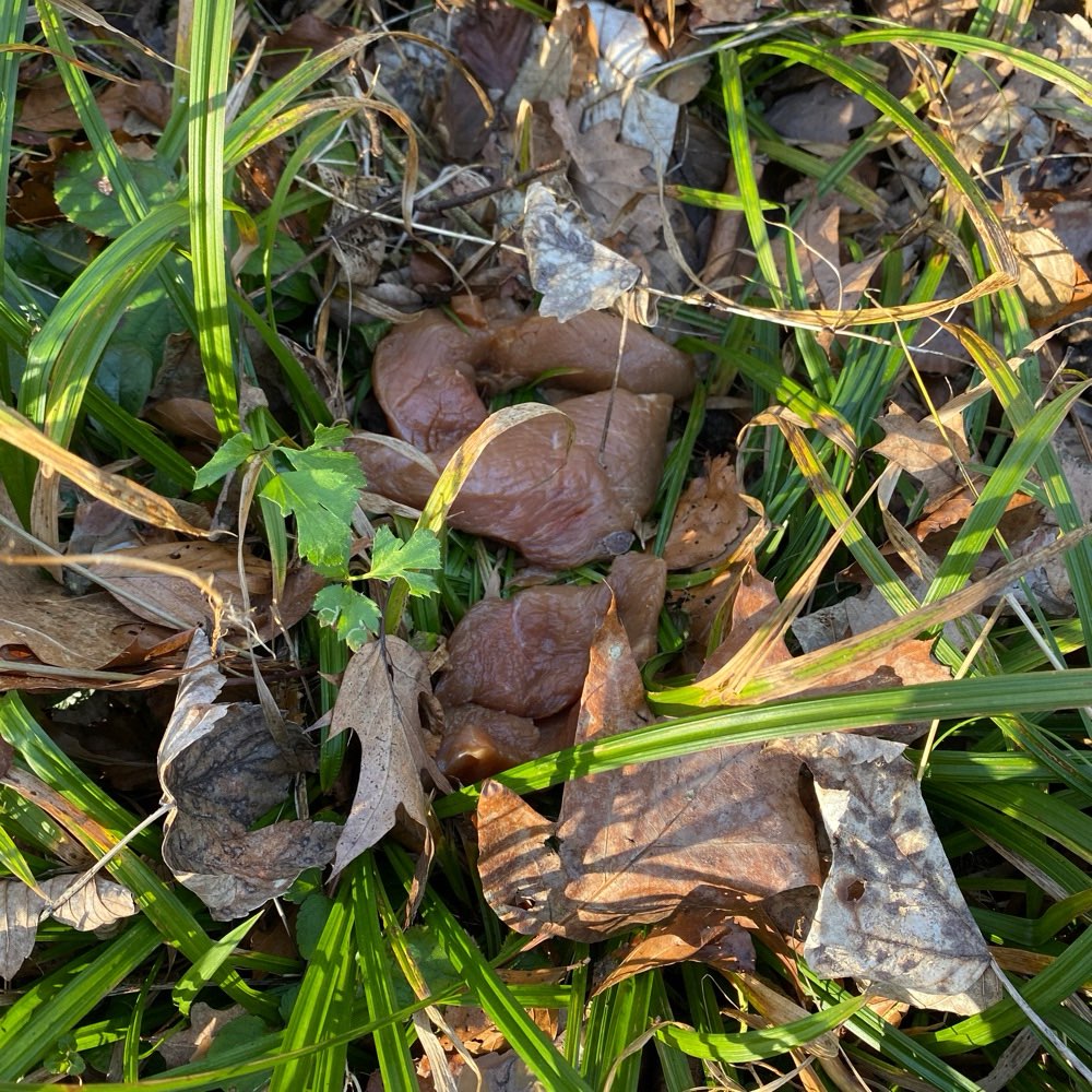 Giftköder-Eventuell Giftköder (rohe Fleischstücke)-Profilbild