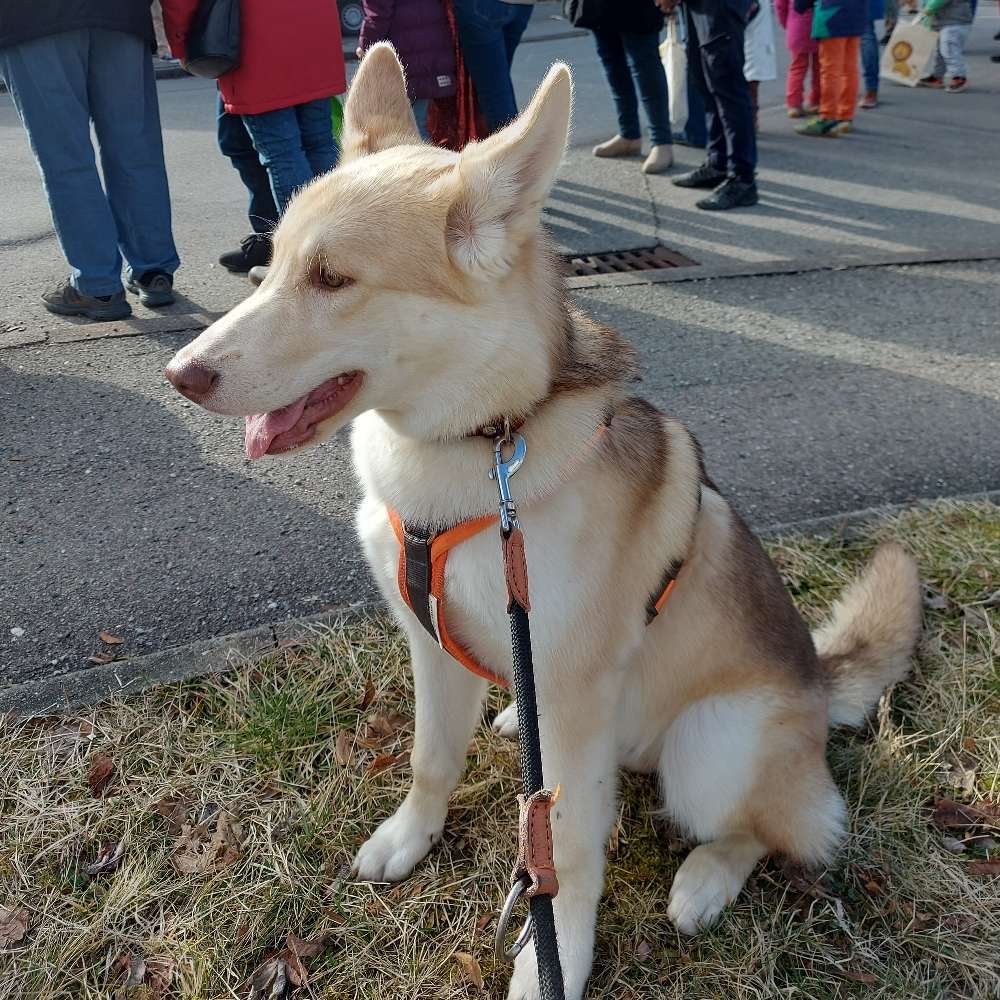 Hundetreffen-Laufrunde/Begegnungstraining-Profilbild