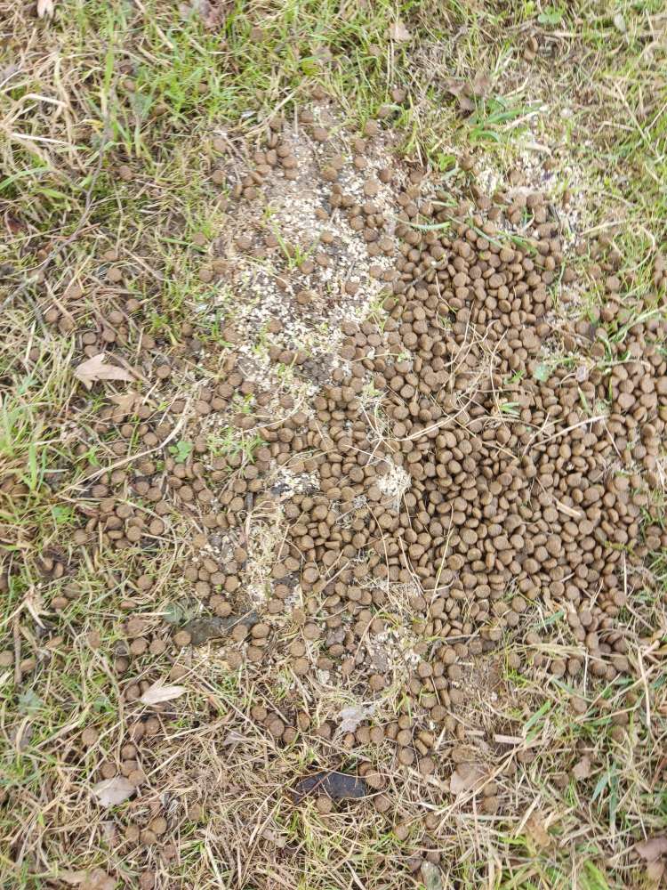 Giftköder-Hundefutter auf hellem "Streugut"-Profilbild