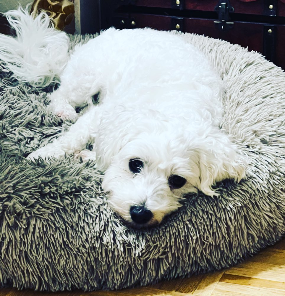 Hundetreffen-Gassi & Spielfreunde gesucht-Profilbild