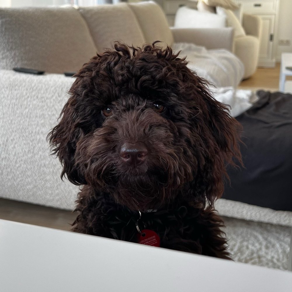 Hundetreffen-Spielkumpel gesucht! 😊-Profilbild